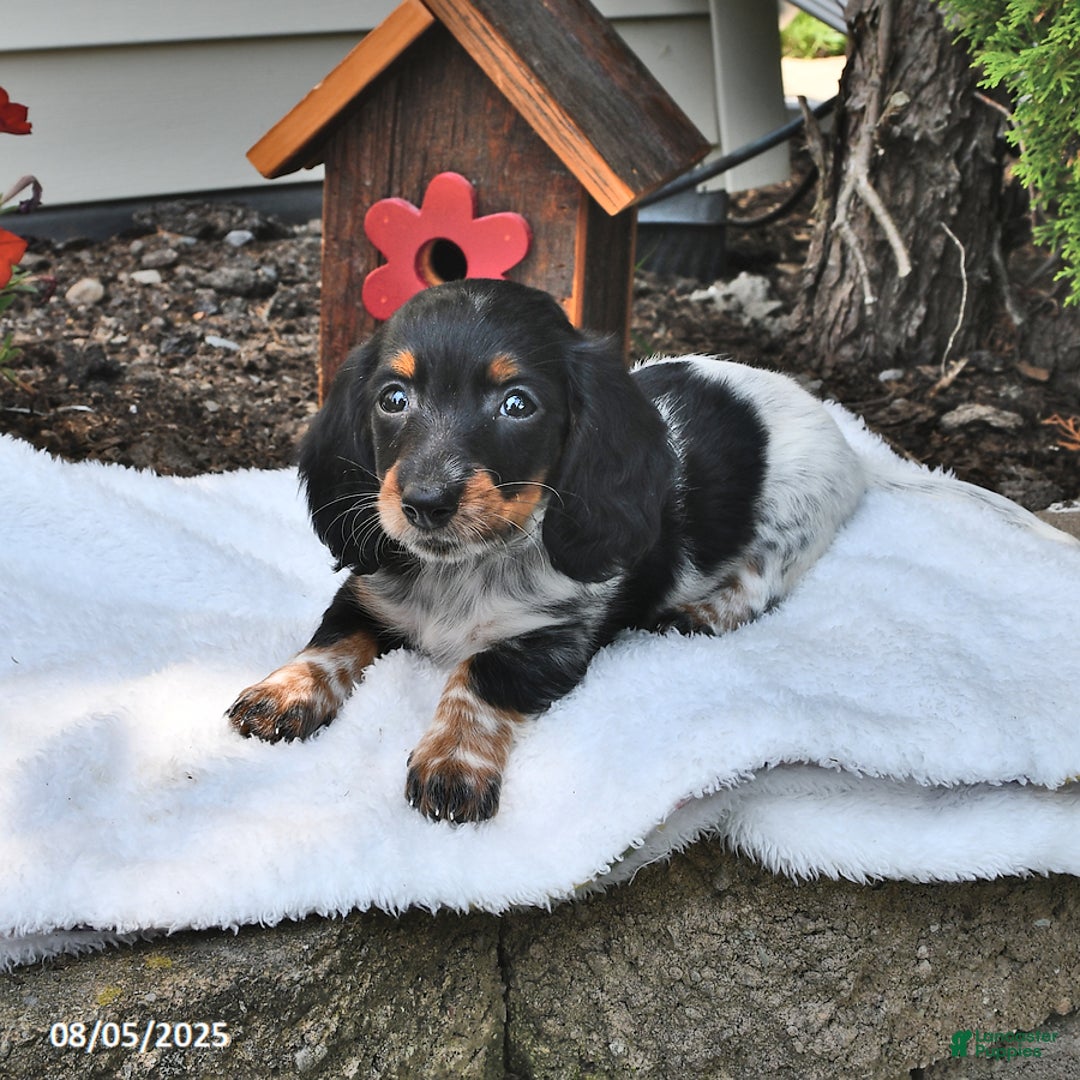 Miniature Dachshund dogs for sale: Maggie - Image 3