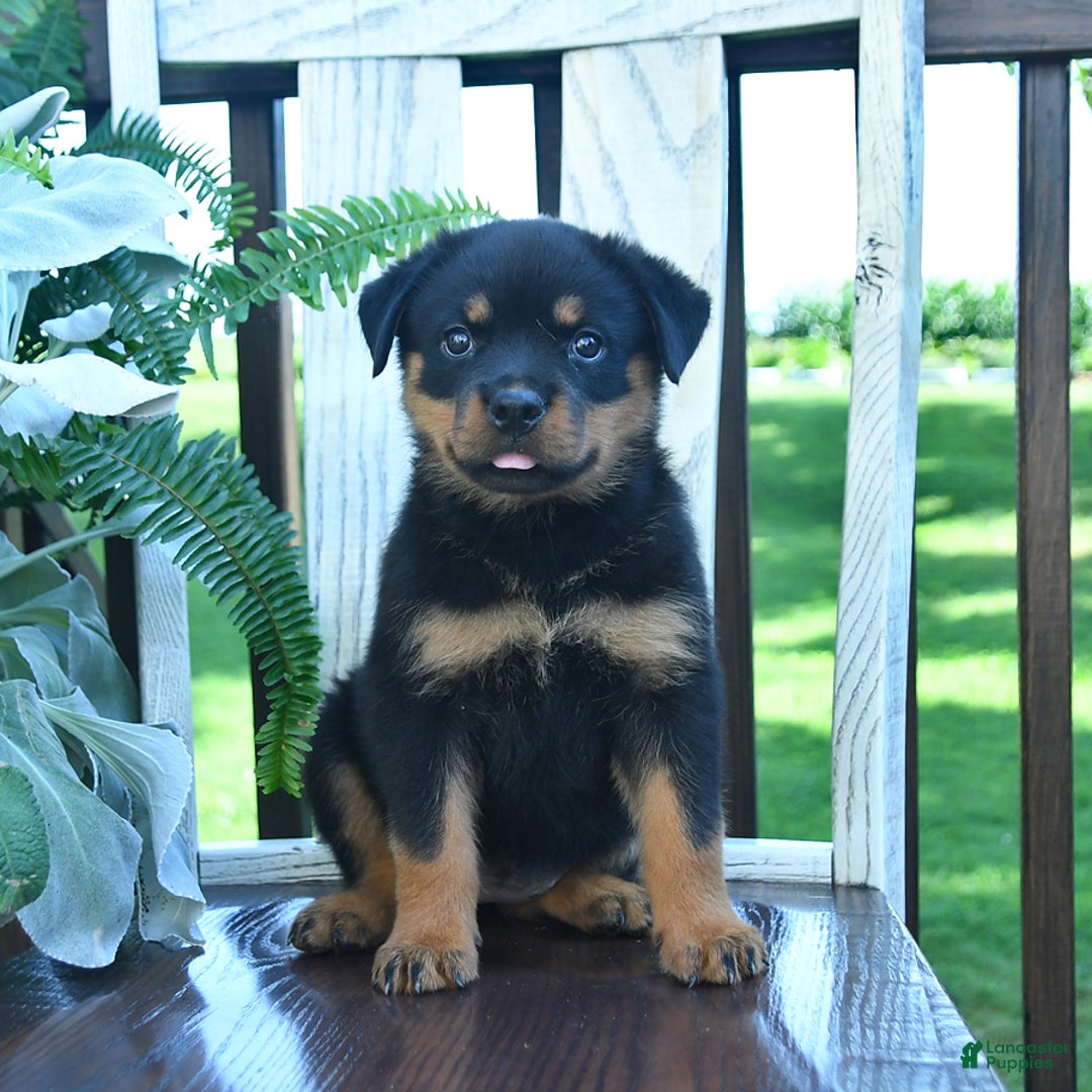 Rottweiler dogs for sale: Paige - Image 1