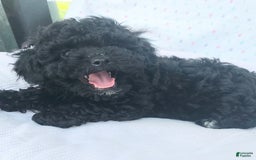 Toy Poodle dogs for sale: Onyx - Image 1