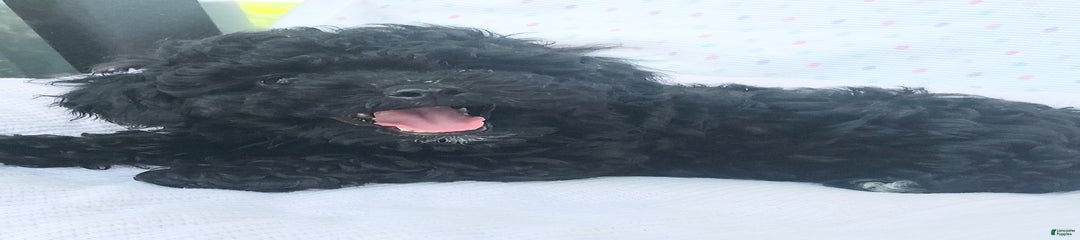 Onyx