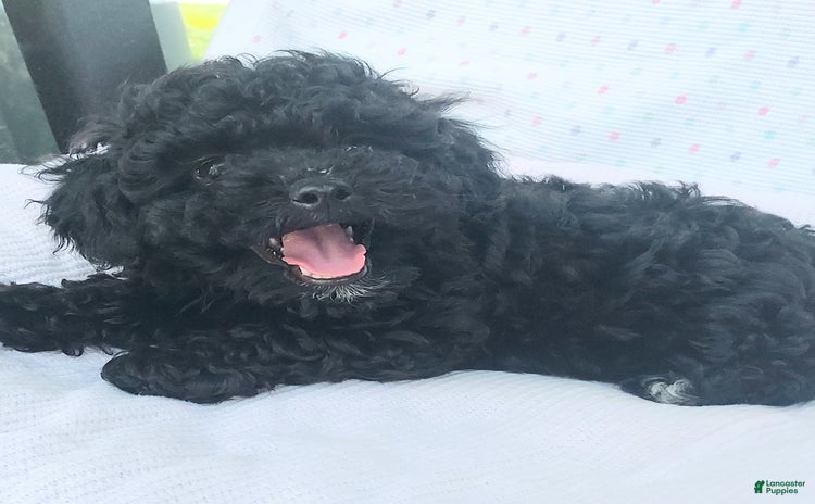 Toy Poodle dogs for sale - Ad 1
