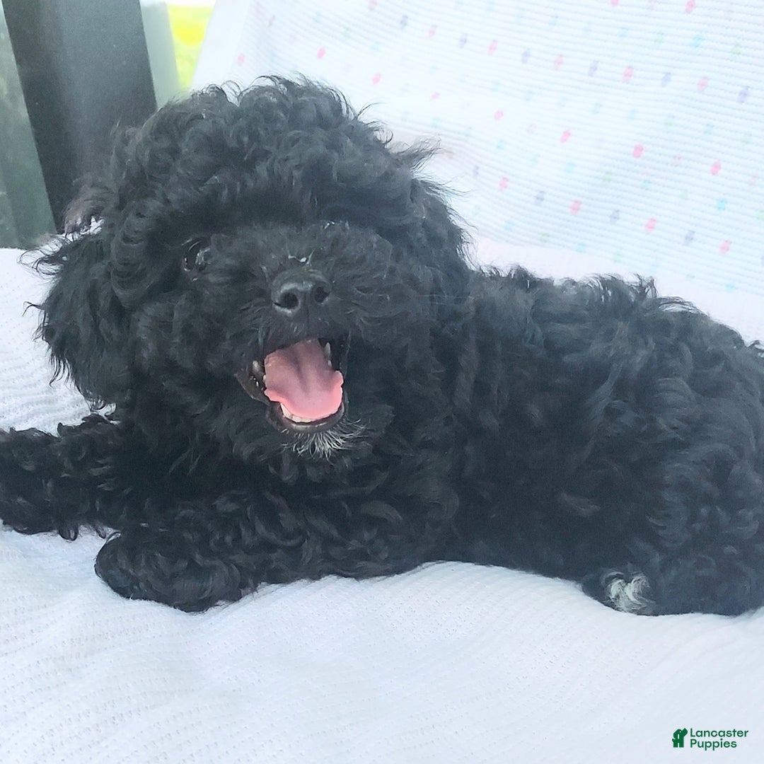 Toy Poodle dogs for sale: Onyx - Image 1