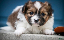 Papillon dogs for sale: Rome - Image 35
