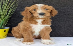 Goldendoodle dogs for sale: Mikey - Image 26