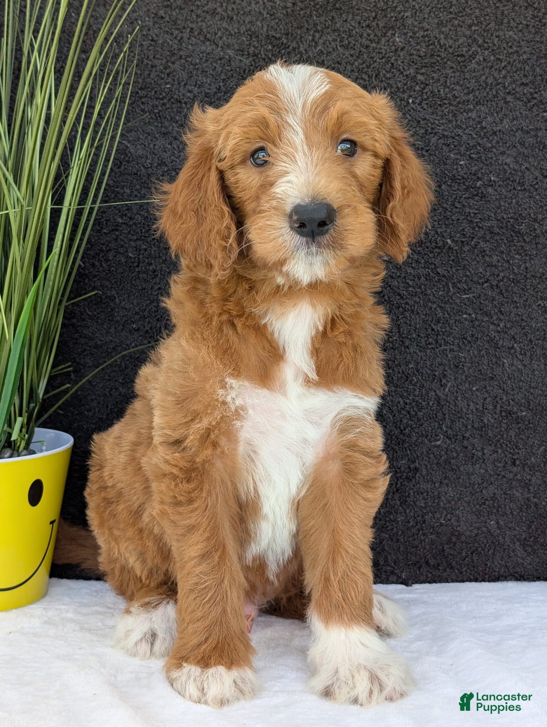 Goldendoodle dogs for sale: Mikey - Image 26