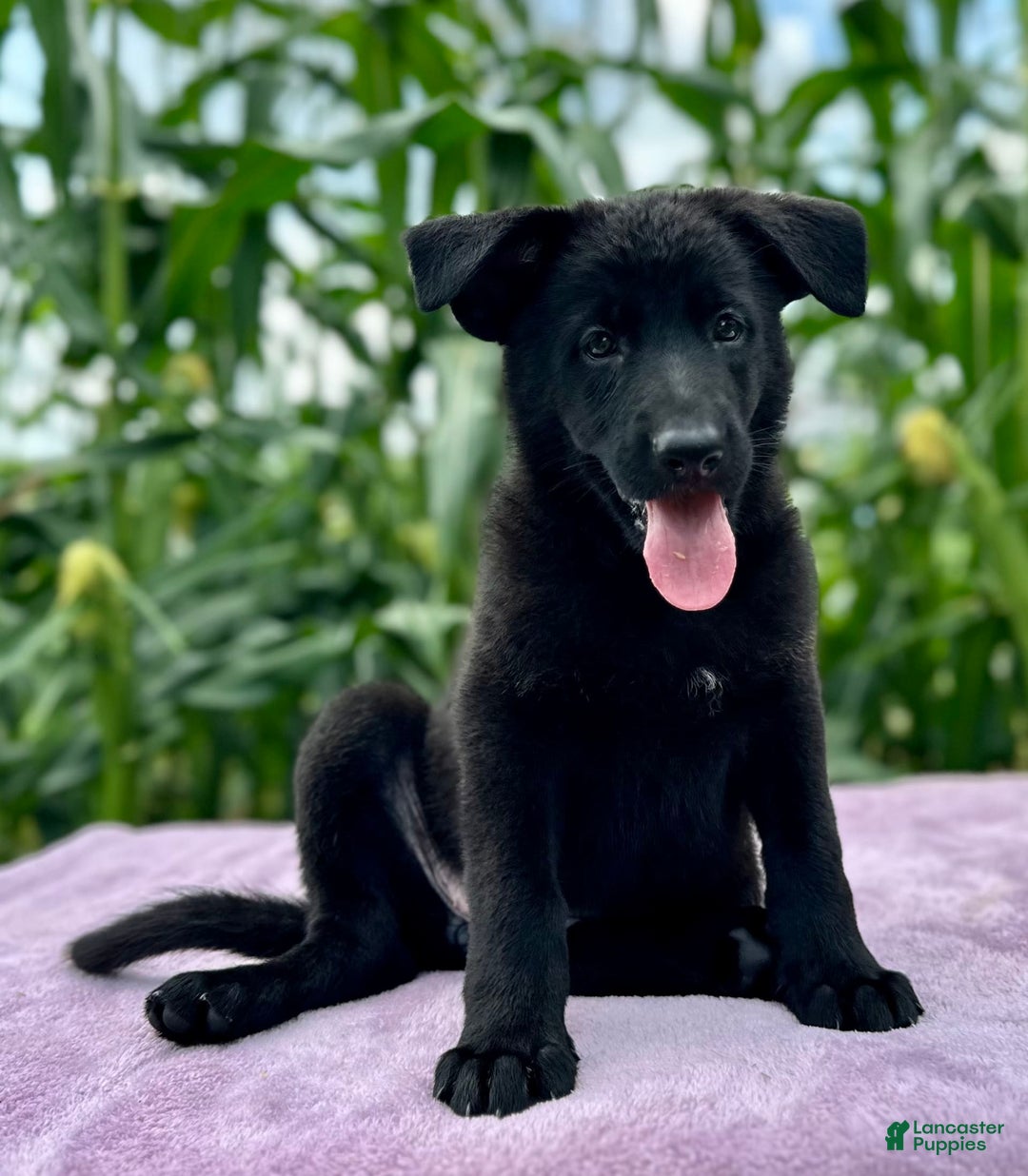 German Shepherd dogs for sale: Ember - Image 7