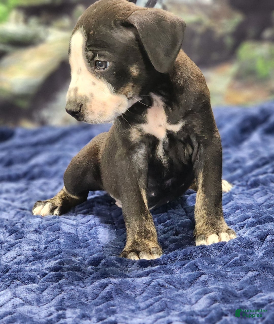 Catahoula Leopard Dog dogs for sale: Luna 2025 Male 1 - Image 8