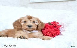 Mini Goldendoodle dogs for sale: Sarah - Image 3