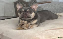 French Bulldog dogs for sale: Sunny - Image 4