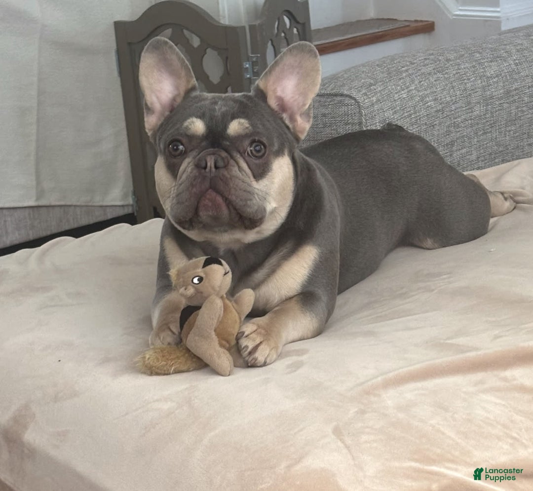 French Bulldog dogs for sale: Sunny - Image 4