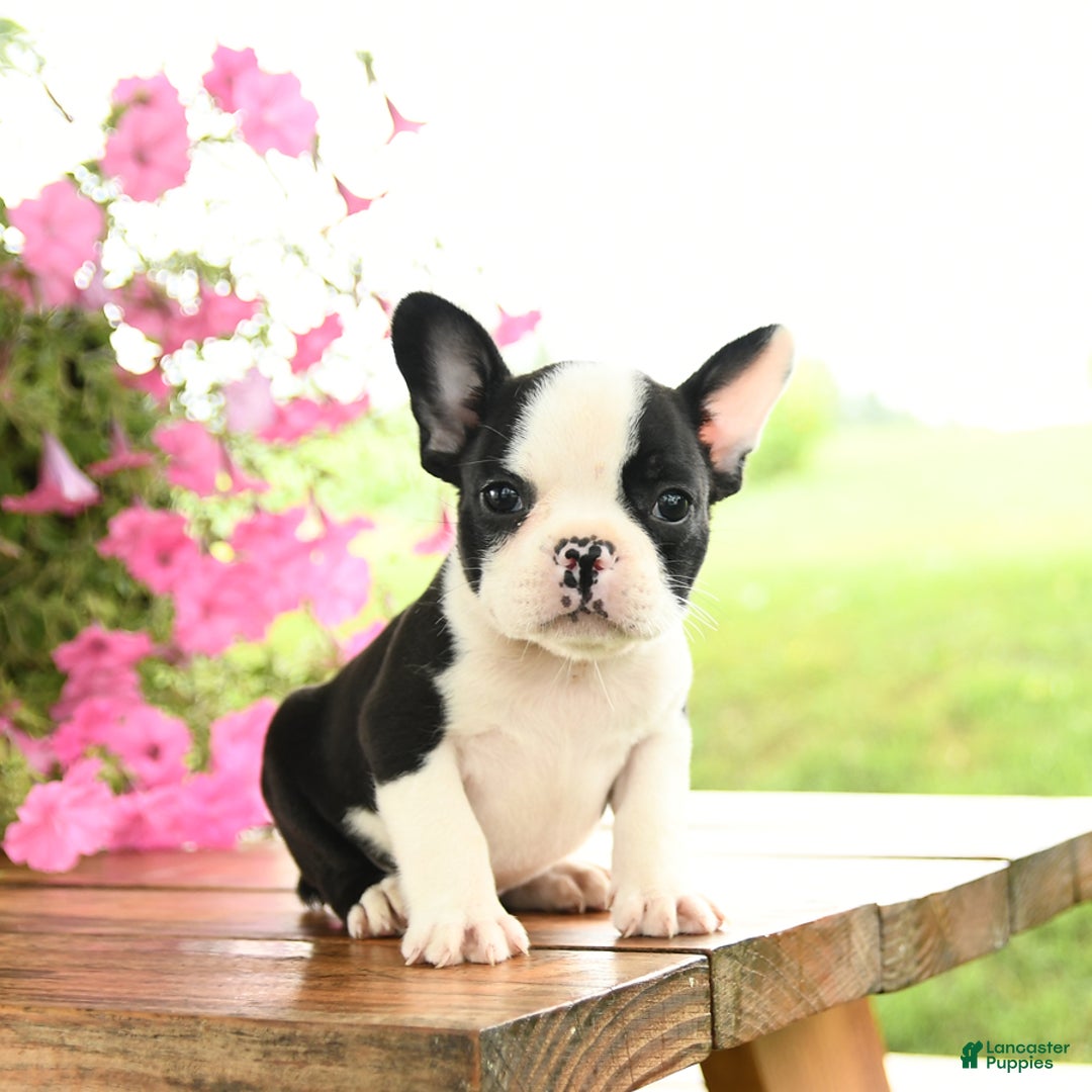 Frenchton dogs for sale: Gizmo - Image 2