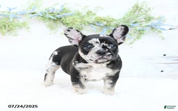 French Bulldog dogs for sale: Tonya - Image 2