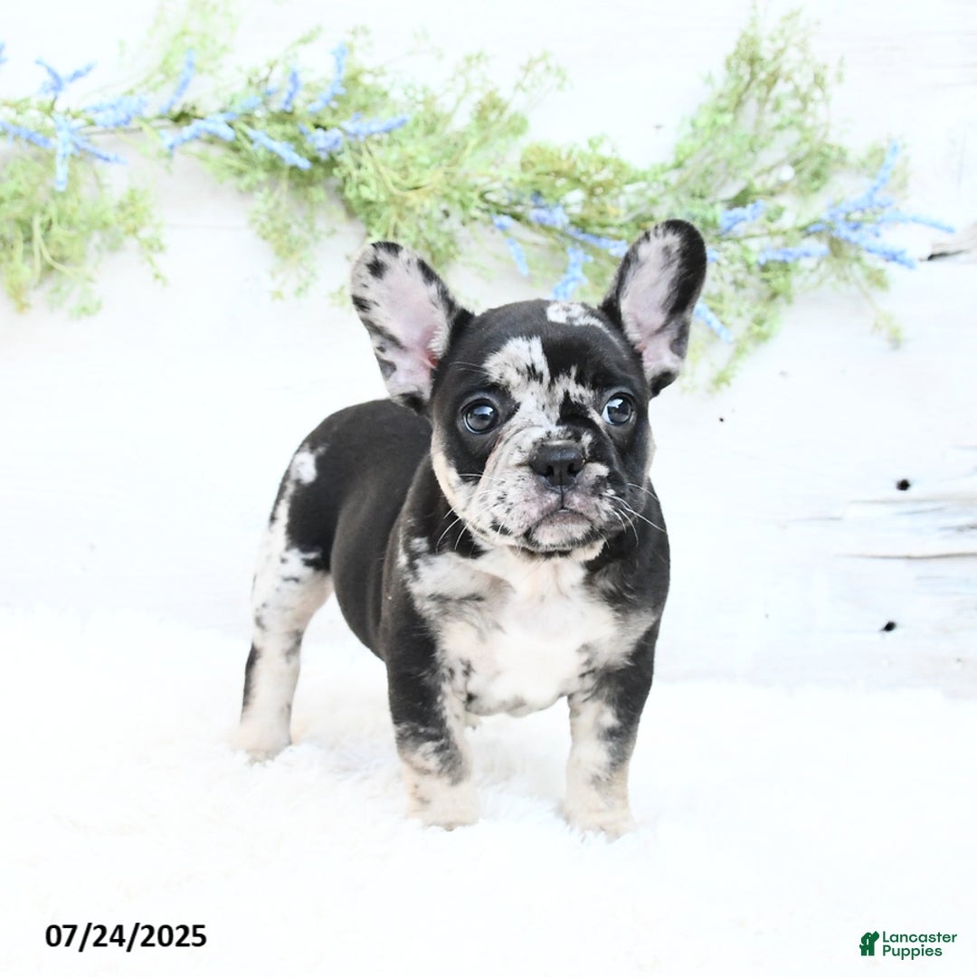 French Bulldog dogs for sale: Tonya - Image 2