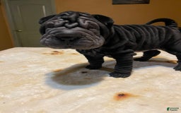 Shar Pei dogs for sale: Armani Squishy-face - Image 1