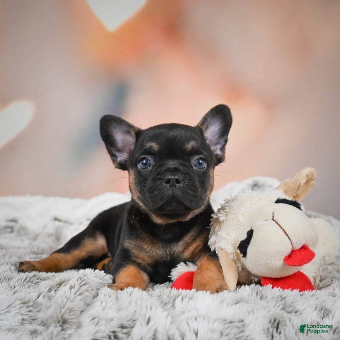 French Bulldog dogs for sale: Buddy - Image 8