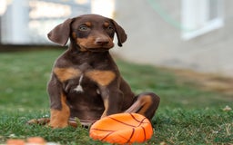 Doberman Pinscher dogs for sale: Dusty - Image 1