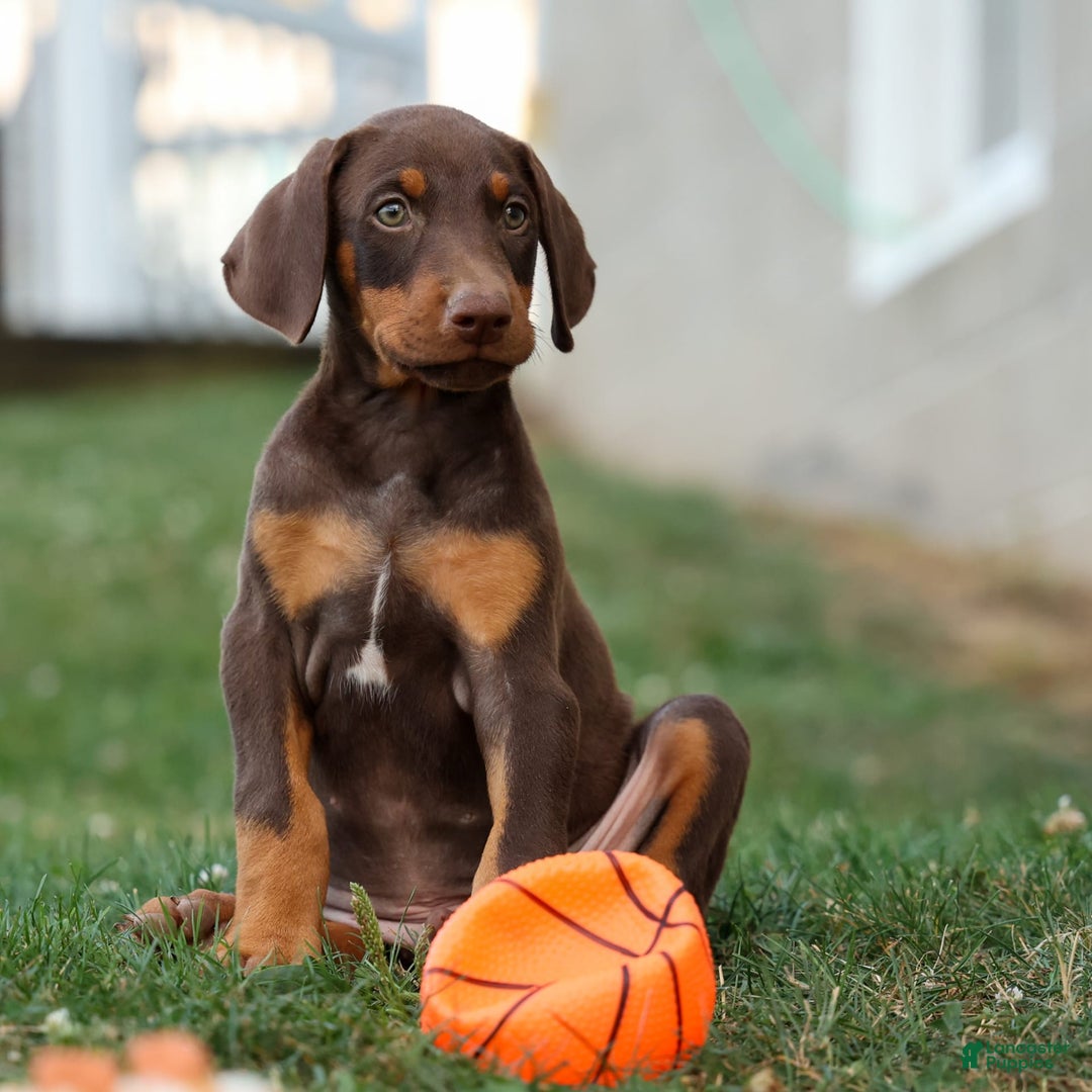 Doberman Pinscher dogs for sale: Dusty - Image 1