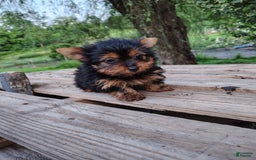 Yorkshire Terrier dogs for sale: Shep - Image 9