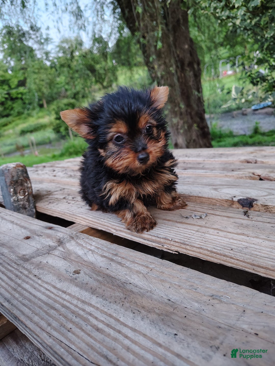 Yorkshire Terrier dogs for sale: Shep - Image 9