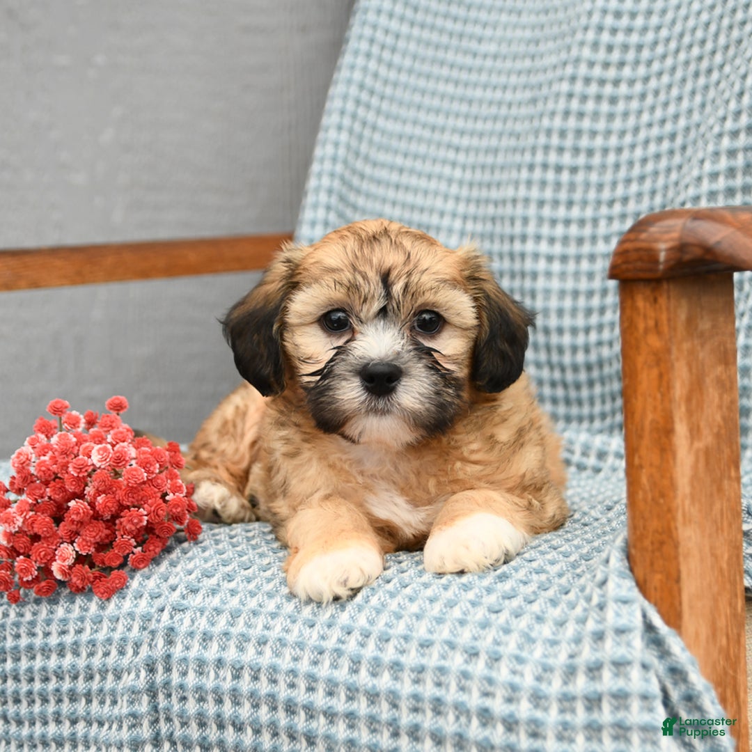 Shihpoo dogs for sale: Owen - Image 3