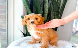 Cavapoo dogs for sale: Yager - Image 2