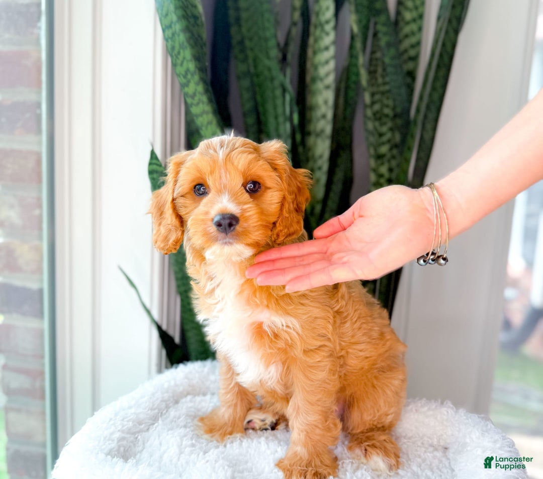 Cavapoo dogs for sale: Yager - Image 2