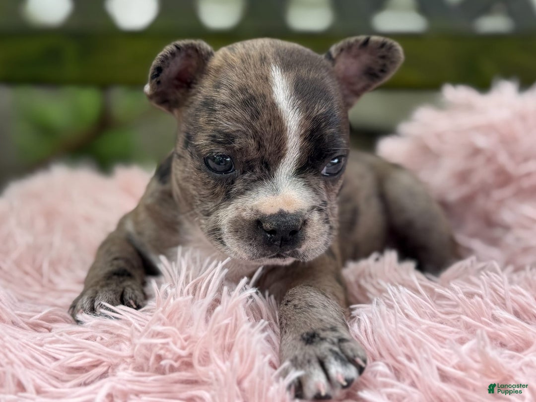 Frenchton dogs for sale: Jayna - Image 4