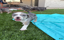 American Bully dogs for sale: Charlie - Image 2