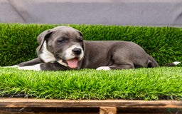 Great Dane dogs for sale: Karen - Image 26