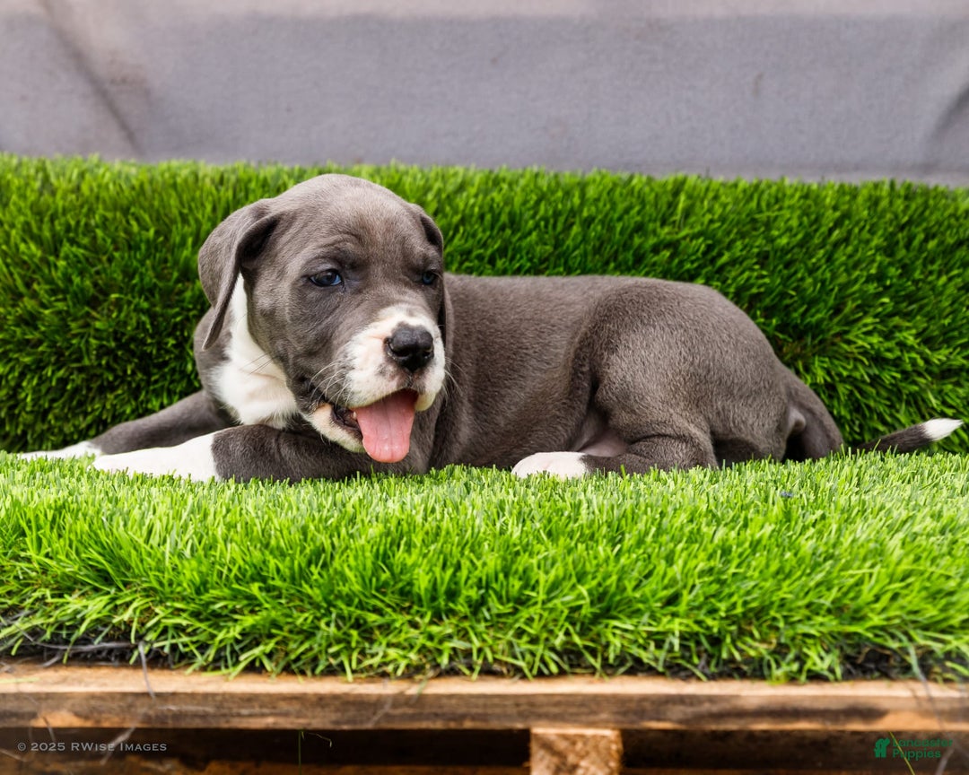 Great Dane dogs for sale: Karen - Image 26