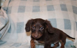 Dachshund dogs for sale: Austin Mini - Image 13