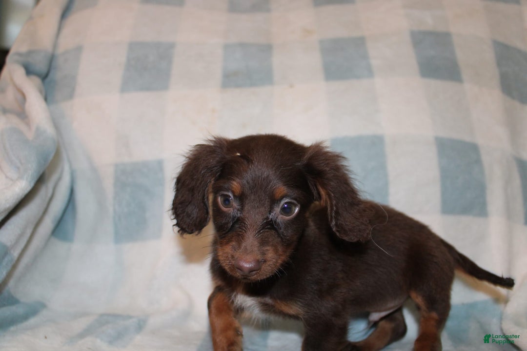 Dachshund dogs for sale: Austin Mini - Image 13