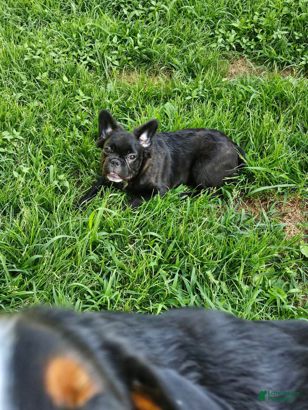 French Bulldog dogs for sale: Fluffy Female Liz - Image 3