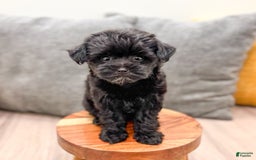 Yorkiepoo dogs for sale: Georgie - Image 5