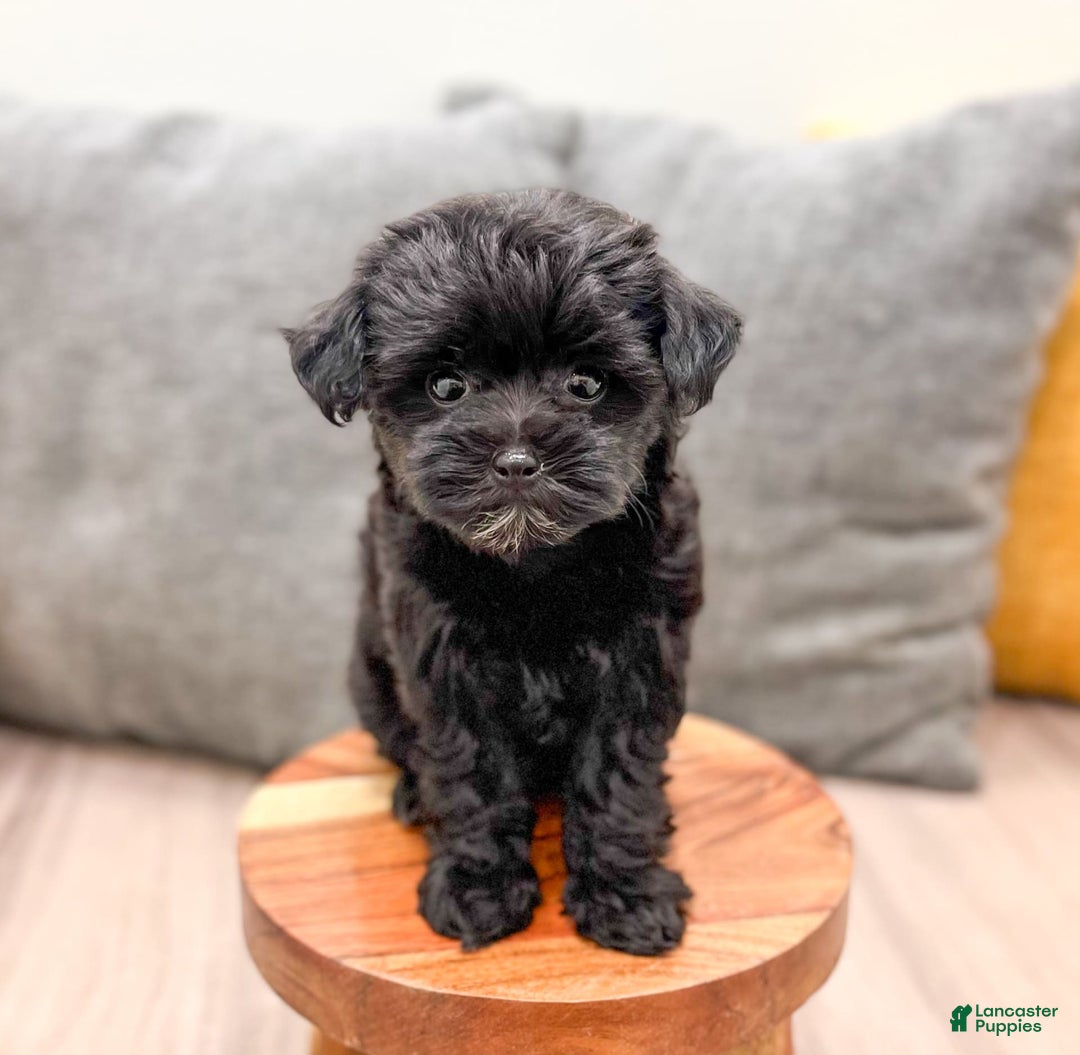 Yorkiepoo dogs for sale: Georgie - Image 5