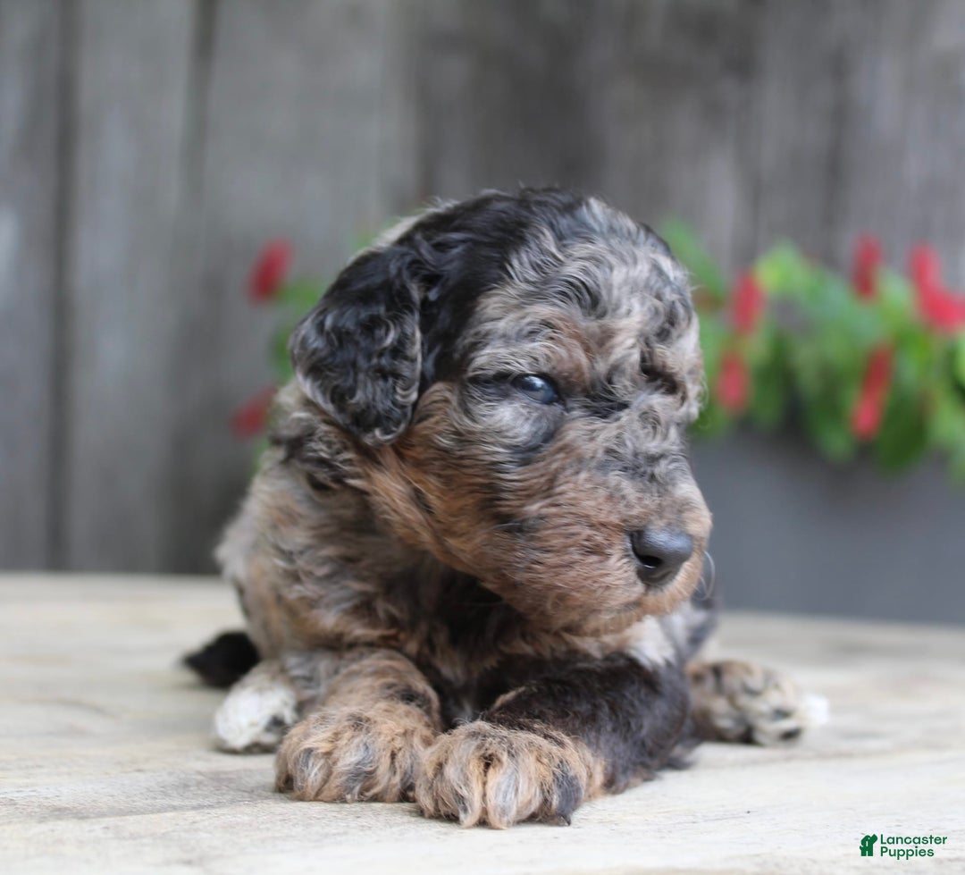 Standard Poodle dogs for sale: Rome Moyen - Image 4