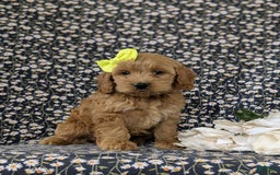 Cockapoo dogs for sale: Elaina - Image 3