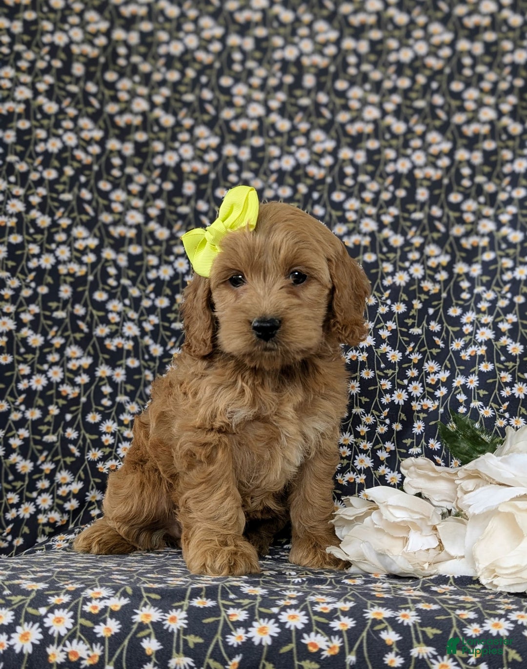 Cockapoo dogs for sale: Elaina - Image 3