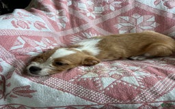 Boston Terrier dogs for sale: Maggie - Image 4