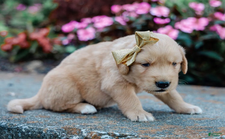 Golden Retriever dogs for sale - Ad 4