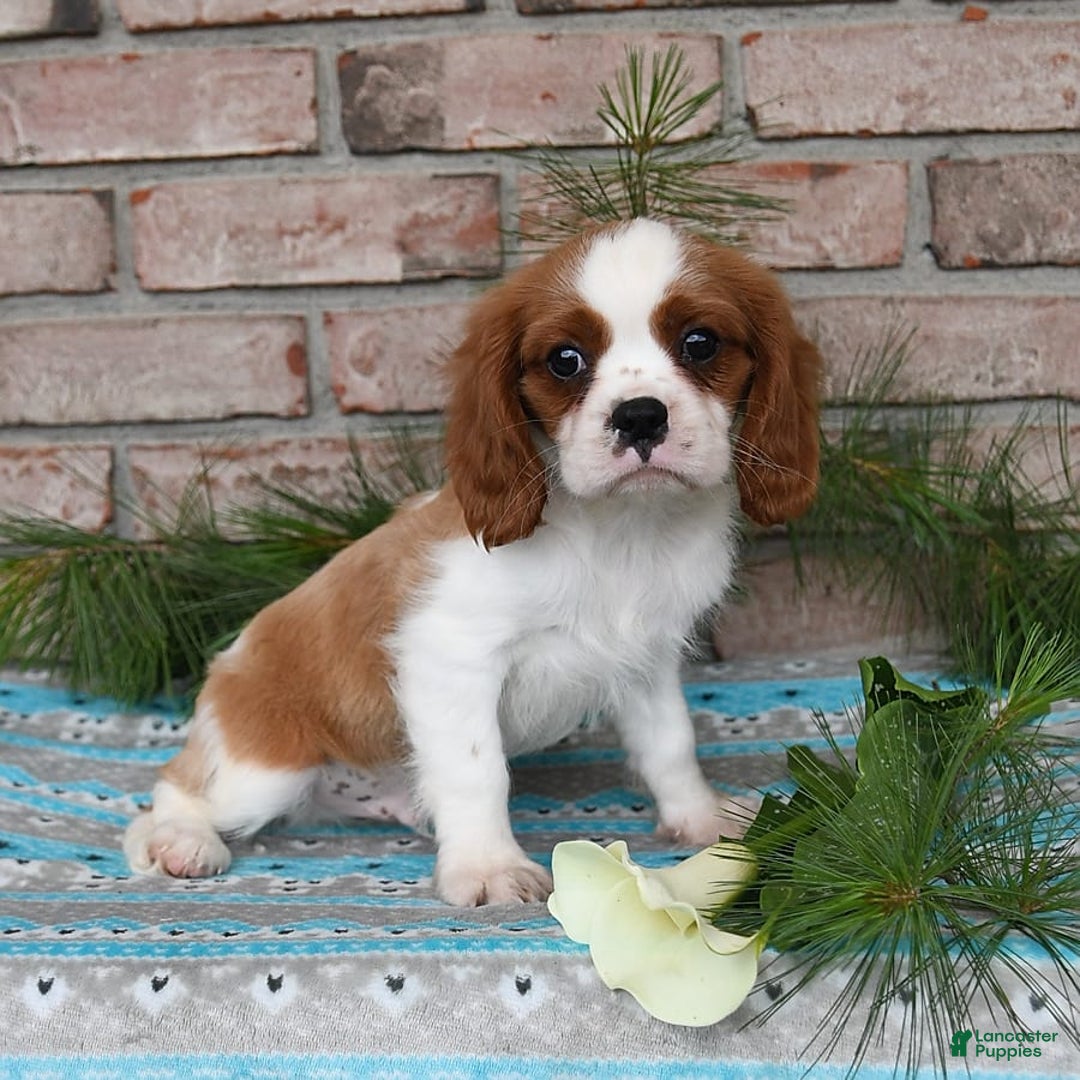 Cavalier King Charles Spaniel dogs for sale: Sparky - Image 4