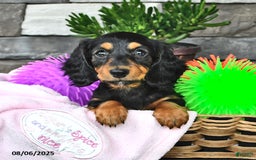 Miniature Dachshund dogs for sale: Lexi - Image 4
