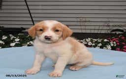 Goldador dogs for sale: Ava - Image 3