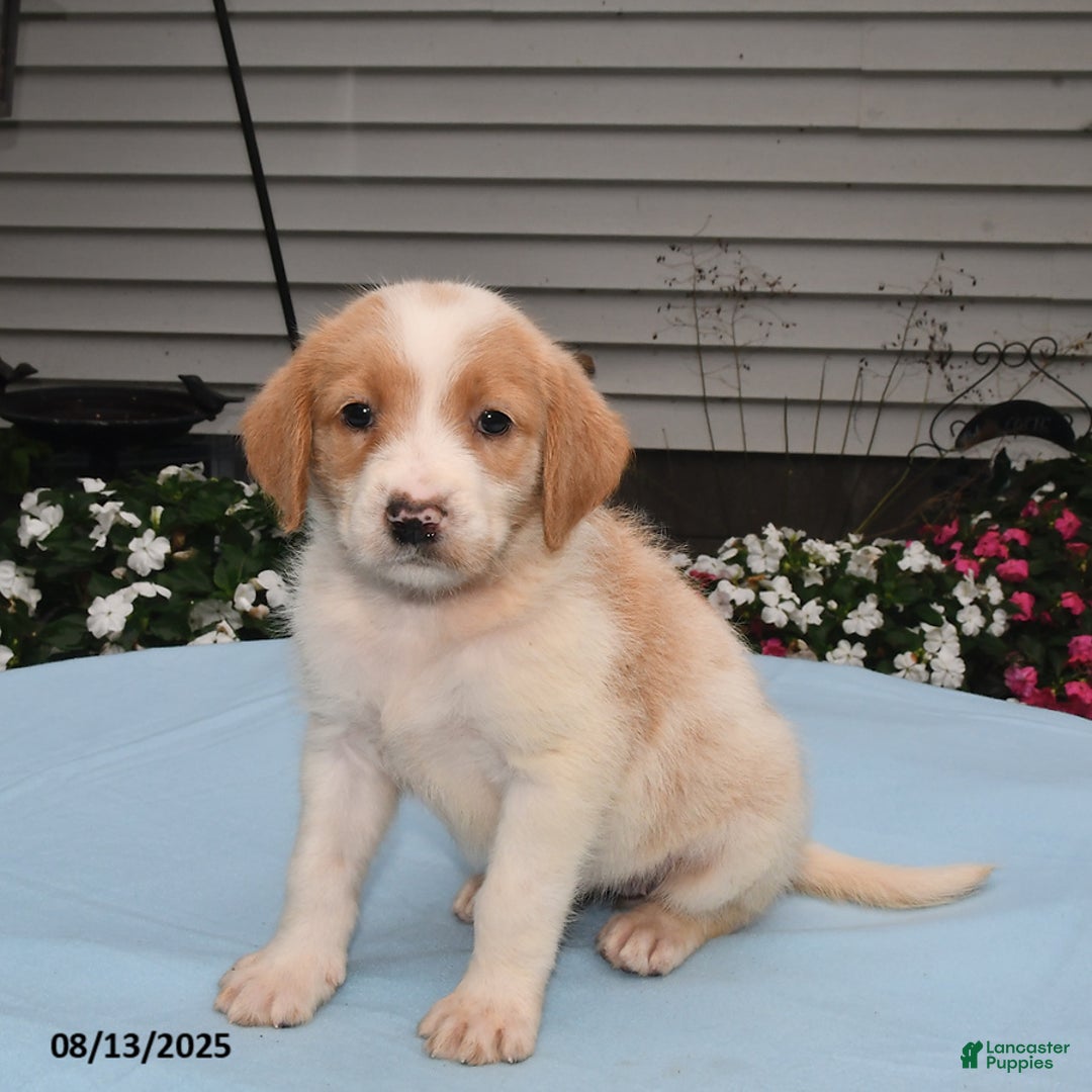 Goldador dogs for sale: Ava - Image 3