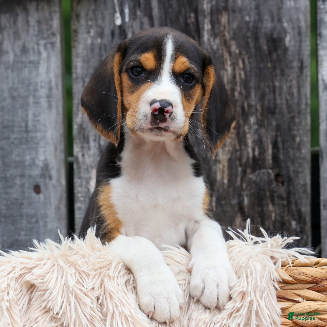 Beagle dogs for sale: Kirby - Image 2