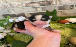 Pomsky dogs for sale: Chai - Image 5