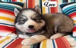 Siberian Husky dogs for sale: Love - Image 1