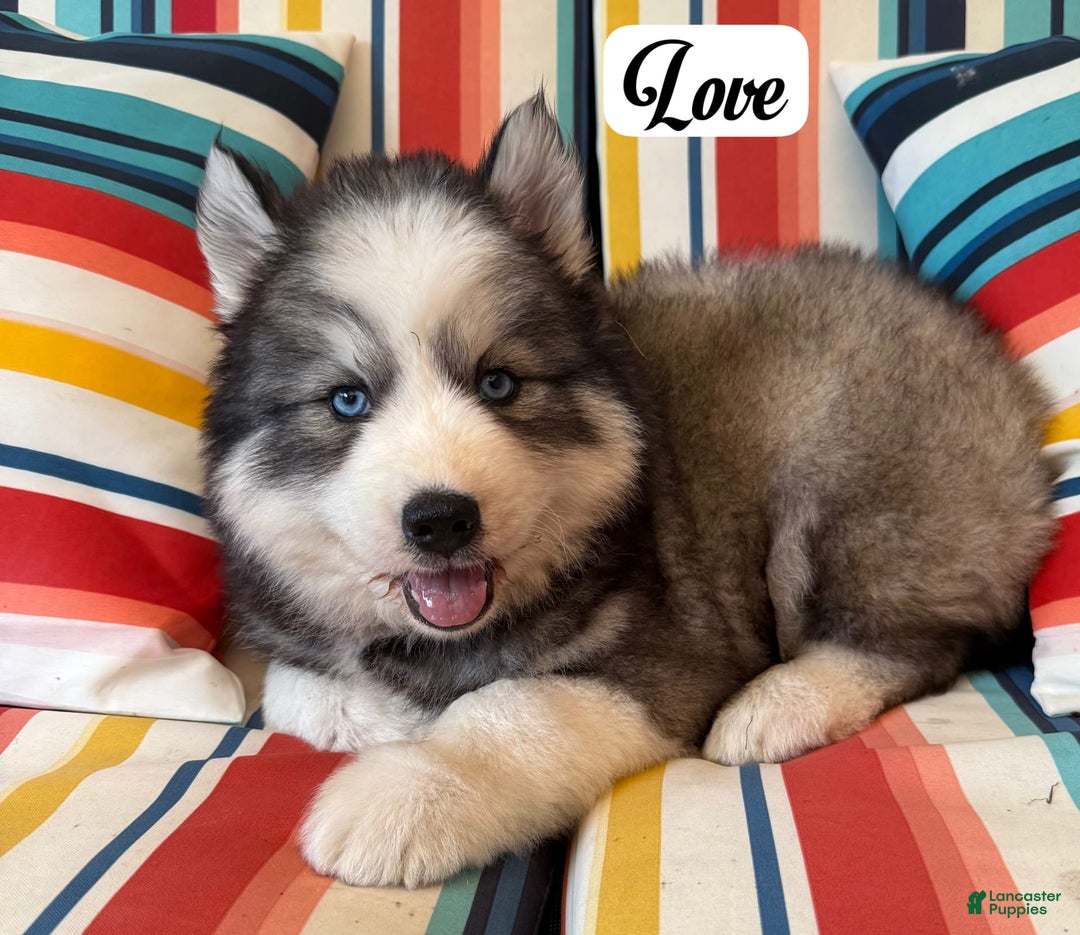 Siberian Husky dogs for sale: Love - Image 1