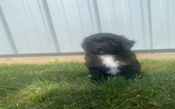 Mini Aussiedoodle dogs for sale: Honey - Image 12