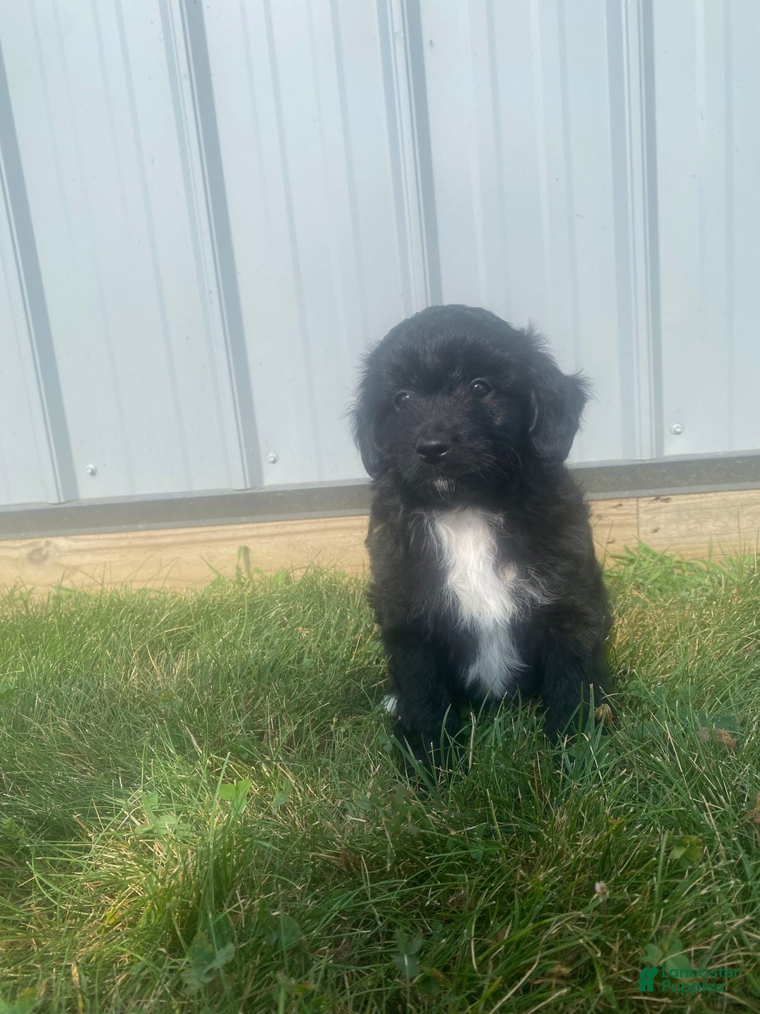 Mini Aussiedoodle dogs for sale: Honey - Image 12